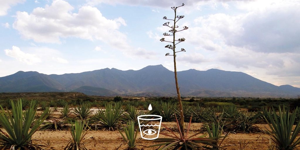 2018 : Buyer Beware: Demand Responsible Mezcals