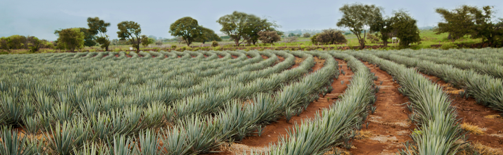 Cultivation of agave